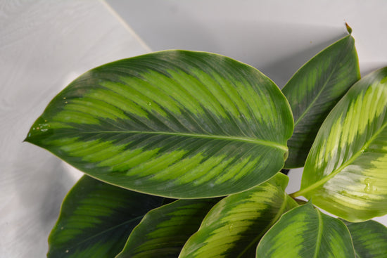 Calathea &