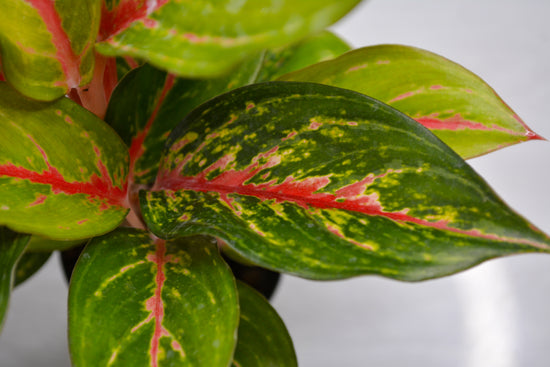 Aglaonema &