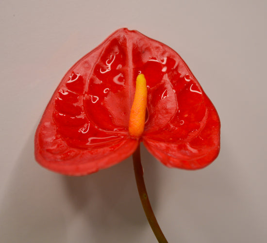 Anthurium &