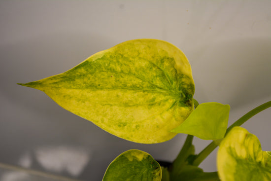 Alocasia cucullata &