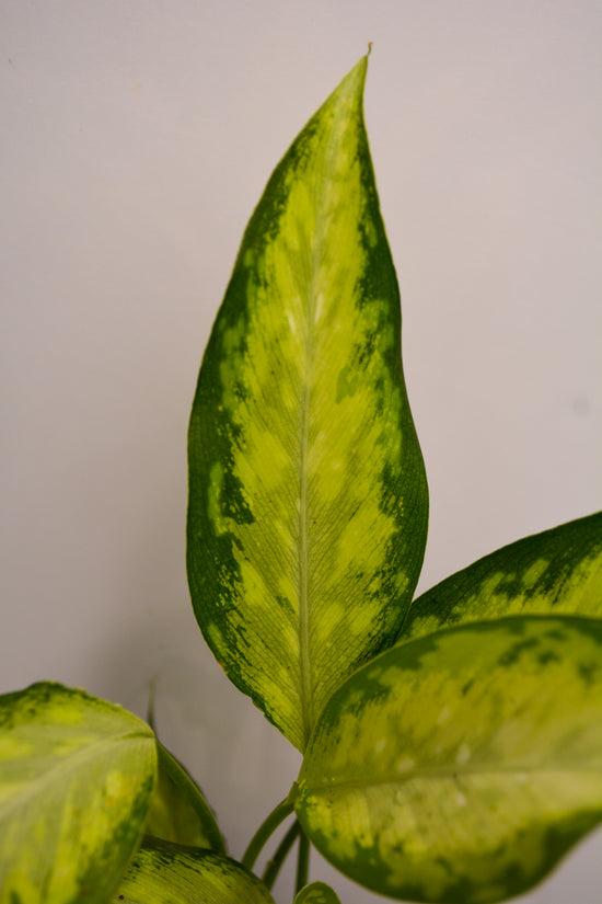 Dieffenbachia &