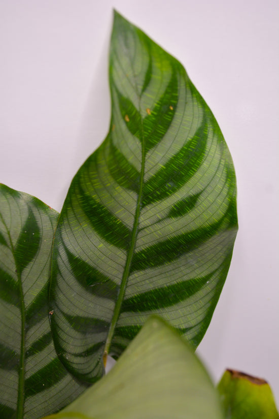 Calathea &