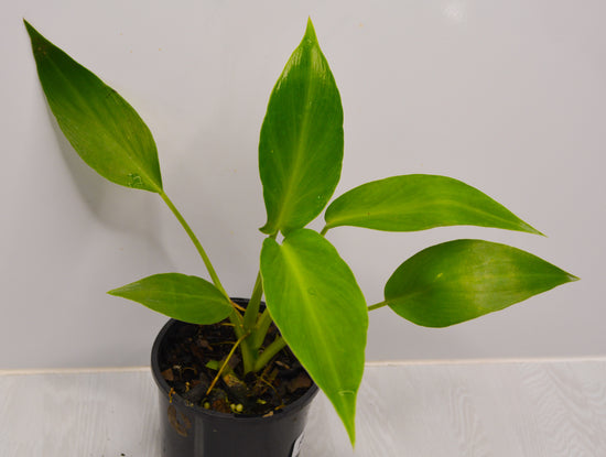 Philodendron rugosum &