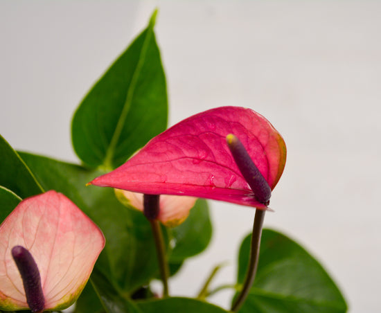 Anthurium &