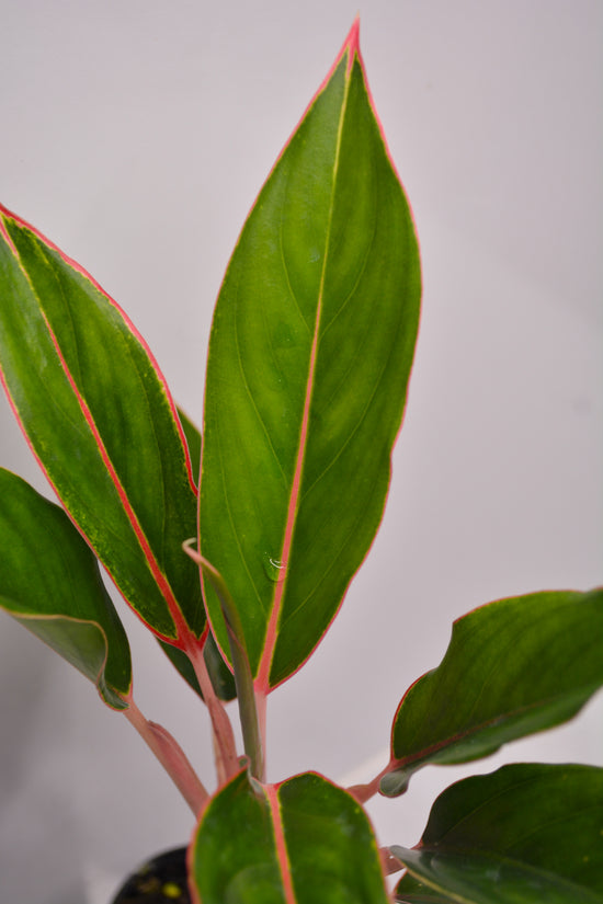 Aglaonema &