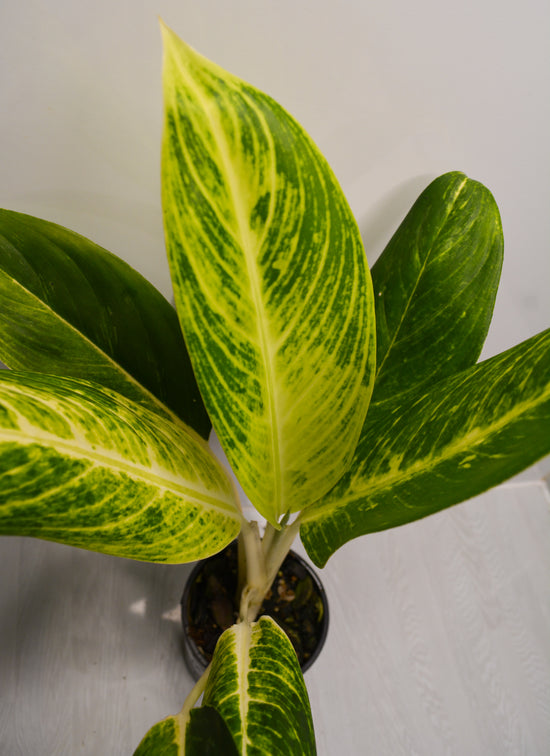 Aglaonema &