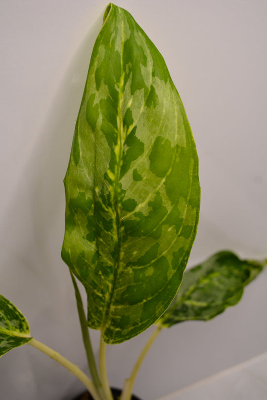 Aglaonema &