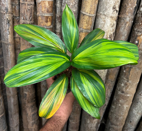 Cordyline &