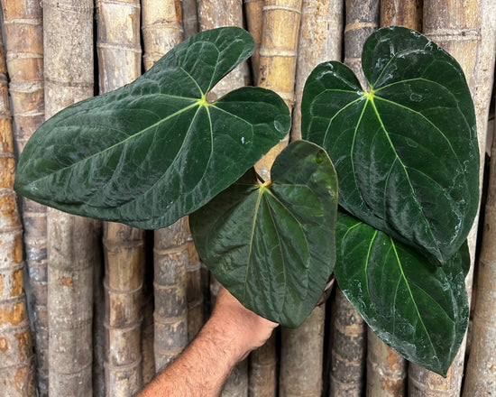Anthurium &