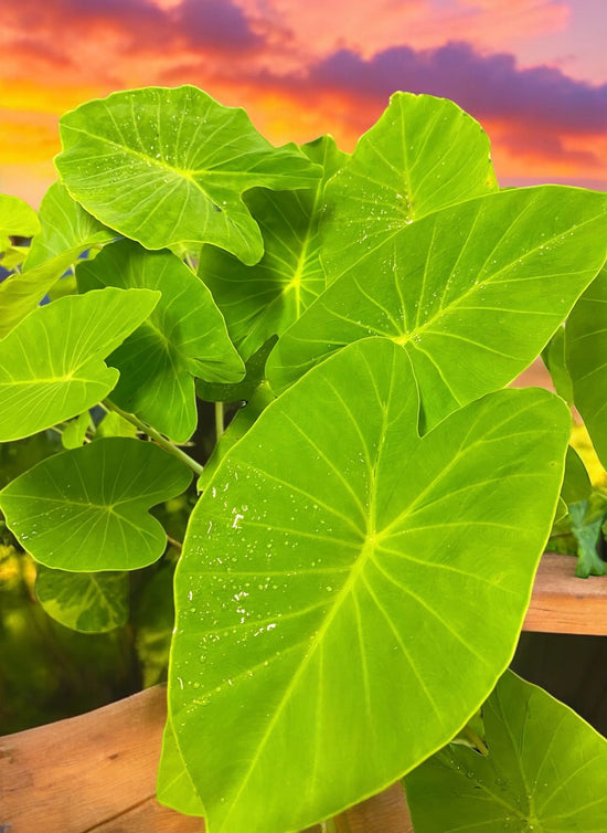 Colocasia &