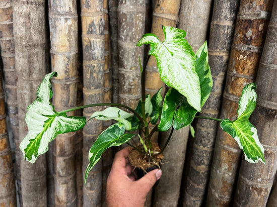 Syngonium &