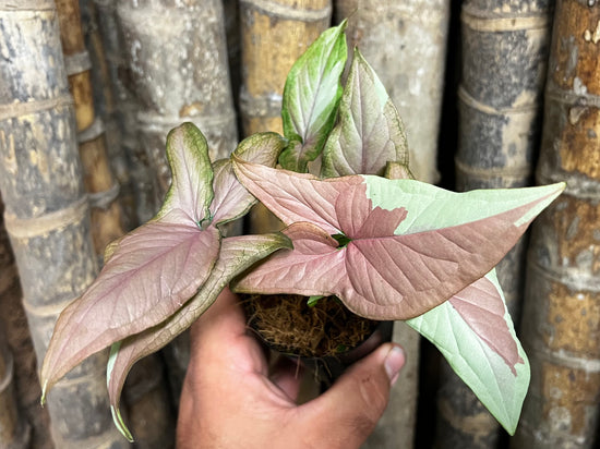 Syngonium &