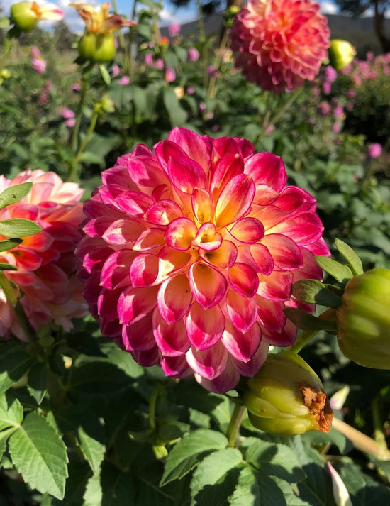 Dahlia First Prize