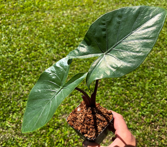 Alocasia &