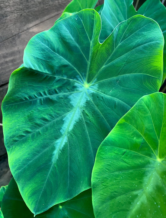 Colocasia &