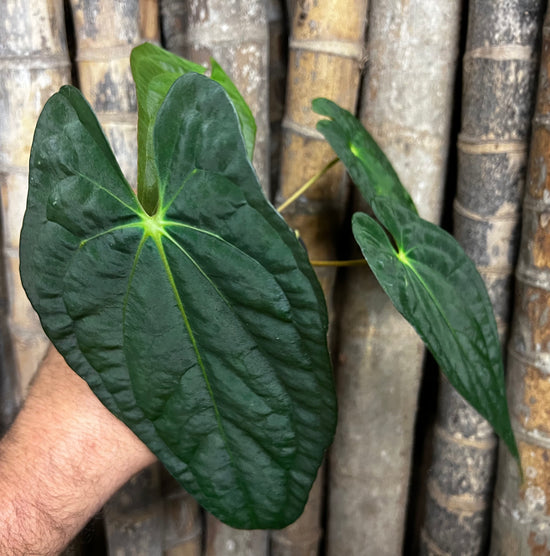 Anthurium &
