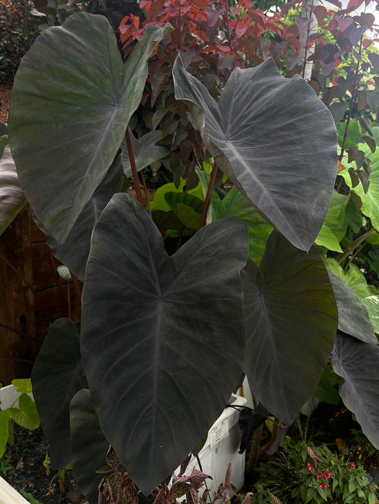 Colocasia &