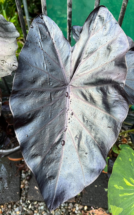 Colocasia &