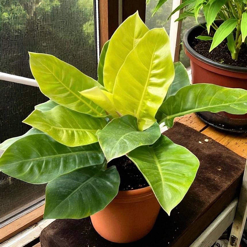 Philodendron #39 Imperial Gold #39 75mm Pot plantandleaf
