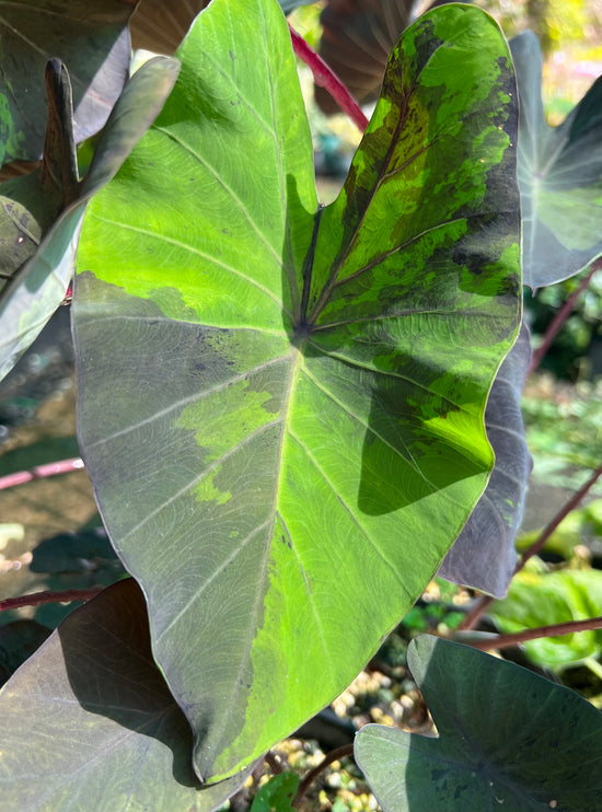 Colocasia &