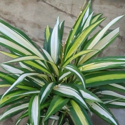 Chlorophytum capense &