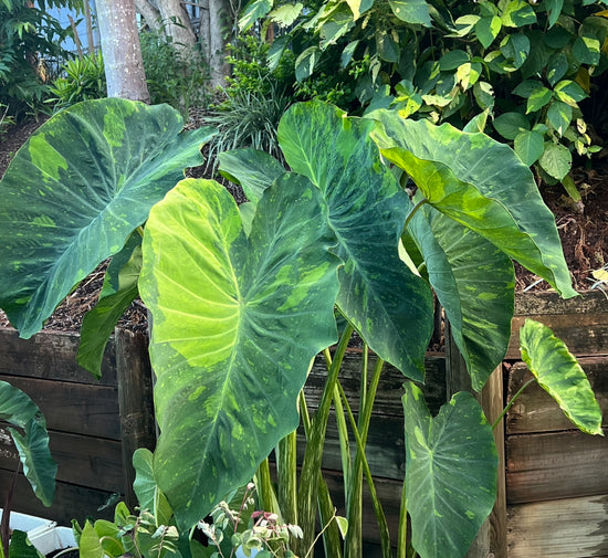 Colocasia &