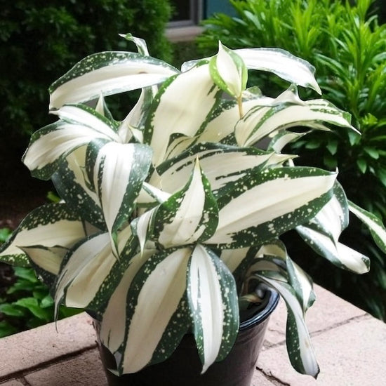 Dracaena surculosa  &