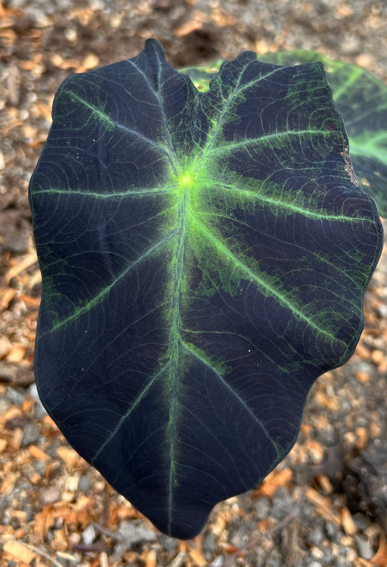 Colocasia &