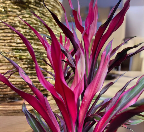 Cordyline &