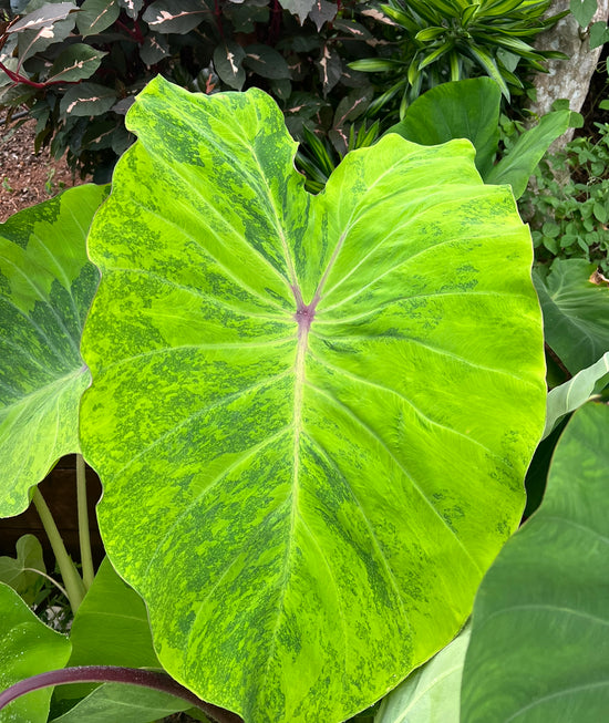 Colocasia &