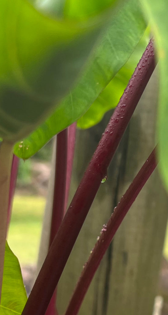 Colocasia &