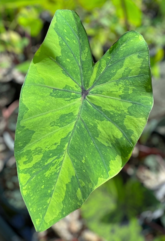 Colocasia &