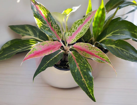 Aglaonema &