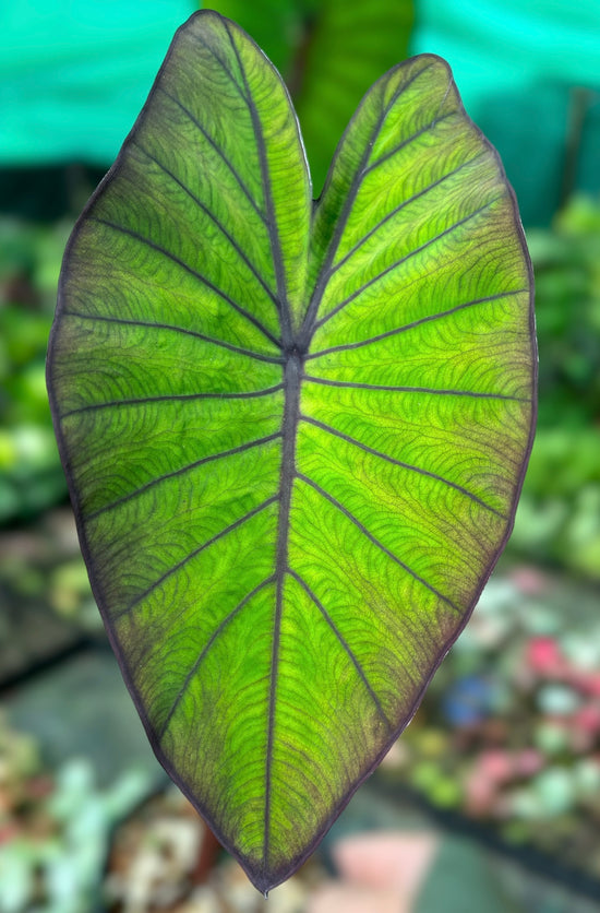 Colocasia &