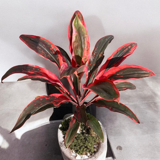 Cordyline &