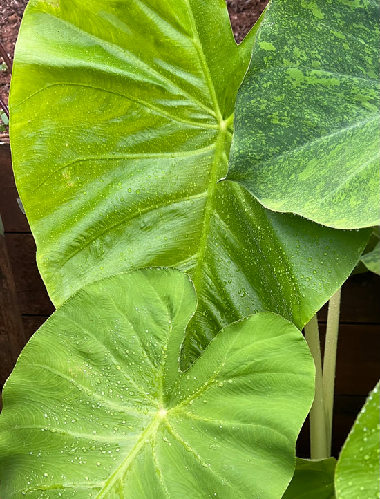 Colocasia &