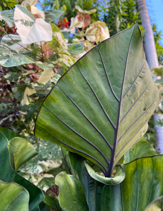 Colocasia &