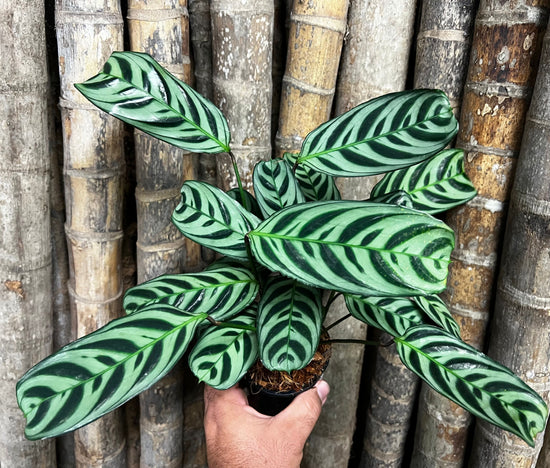 Ctenanthe &