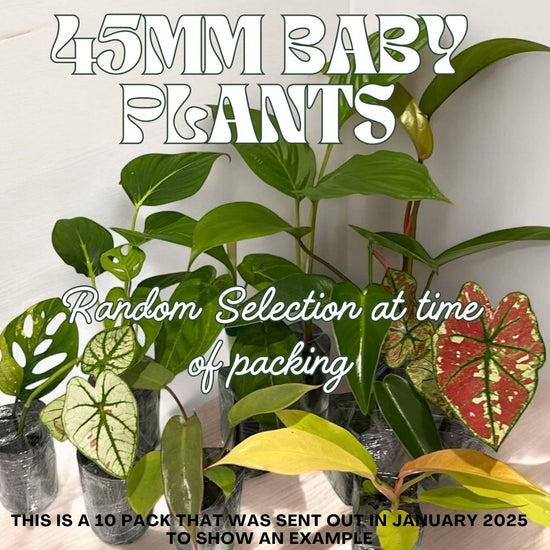 Assorted Plants in 45mm Pot - 20 Pack (Baby Plants)