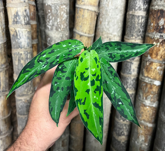Aglaonema pictum &