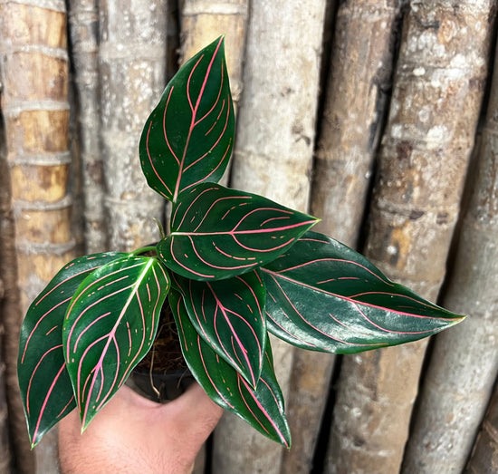 Aglaonema &