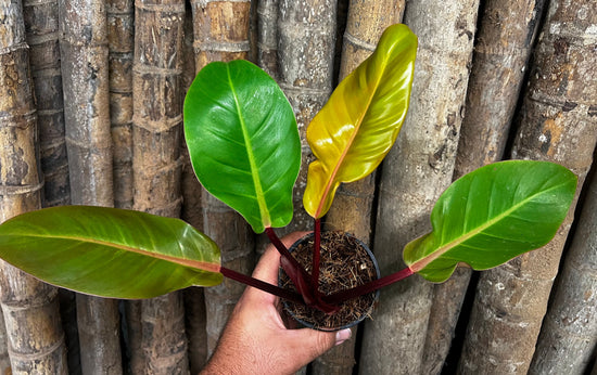 Philodendron &