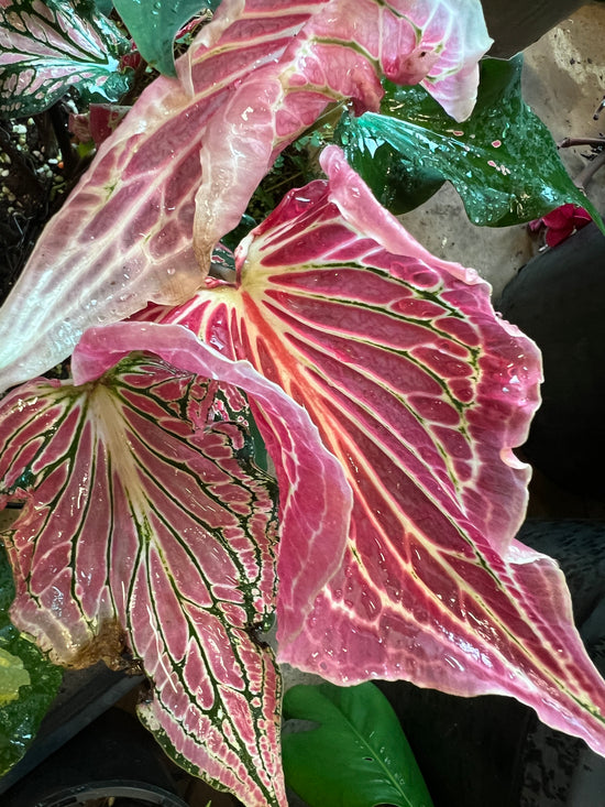 Caladium &