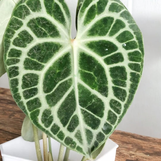 Anthurium &