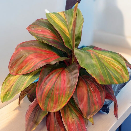Cordyline &
