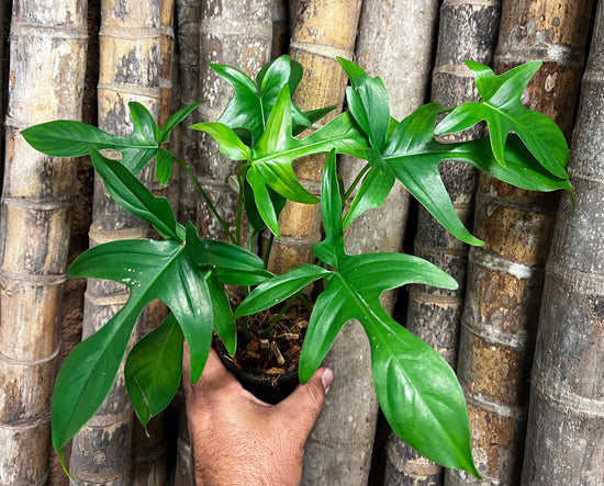 Philodendron &
