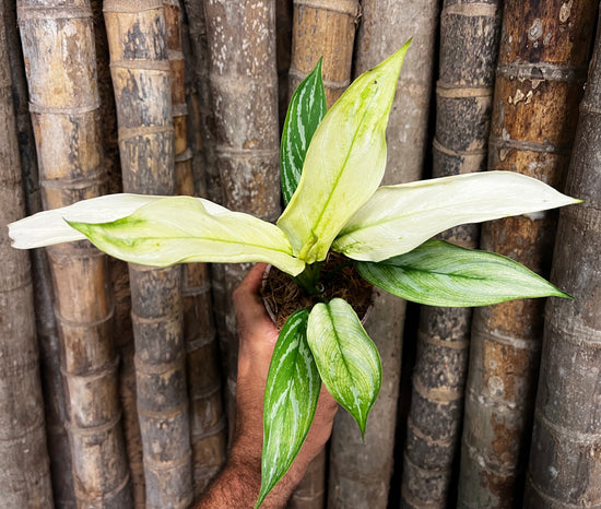 Aglaomema &