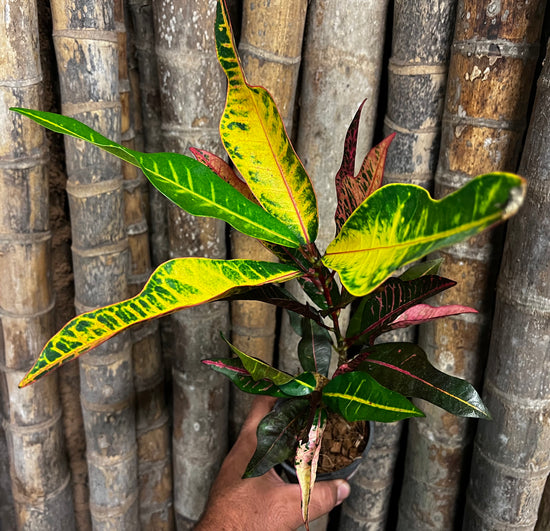 Croton &