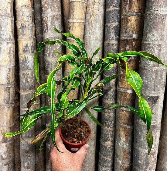 Croton &