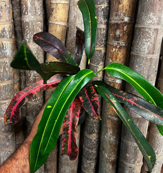 Croton &